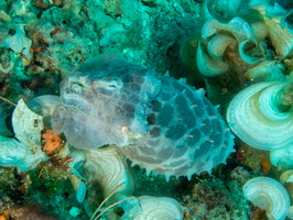 Broadclub Cuttlefish IMG 2816