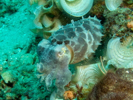Broadclub Cuttlefish IMG 2817