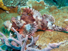 Tassled Scorpionfish IMG 2831