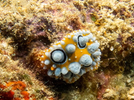 Eye Spot Sea Slug IMG 2832