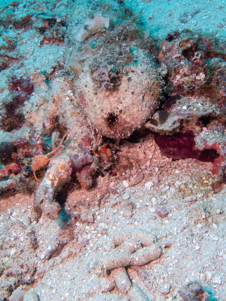 I saw this Sea Cucumber poop! IMG_2835.jpg