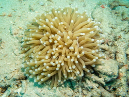Mushroon Coral Pipefish IMG 2845
