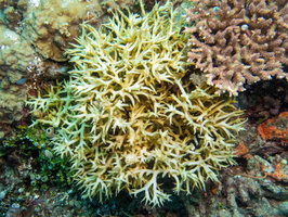 Coral IMG 2847