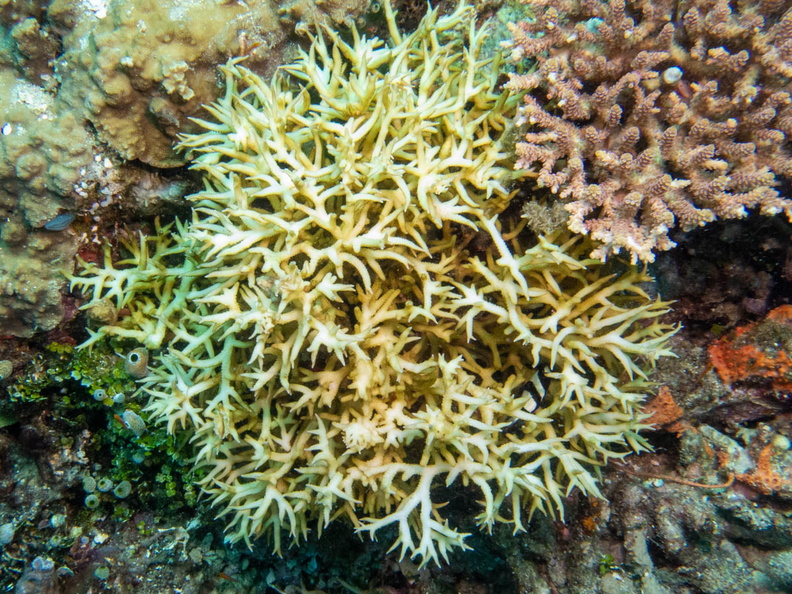 Coral IMG_2847.jpg
