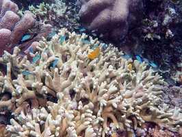 Coral IMG 2851