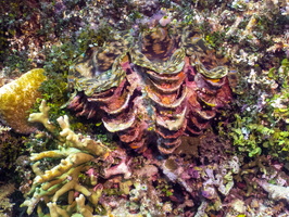 Fluted Giant Clam IMG 2855