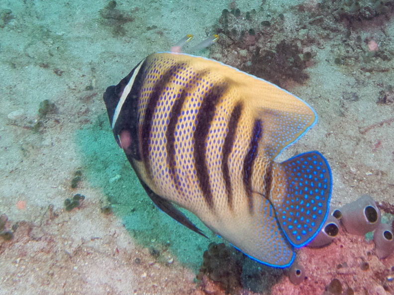 Six-Banded Angelfish IMG_2615.jpg