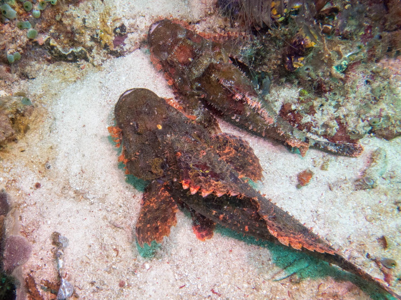 Tassled Scorpionfiish IMG_2617.jpg