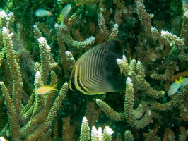 Pacific Triangular Butterflyfish IMG 2674-Edit