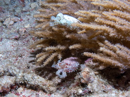 Dwarf Cuttlefish IMG 2857