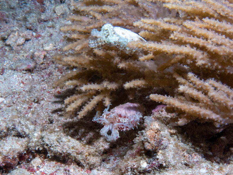 Dwarf Cuttlefish IMG_2857.jpg