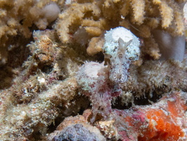 Dwarf Cuttlefish IMG 2859