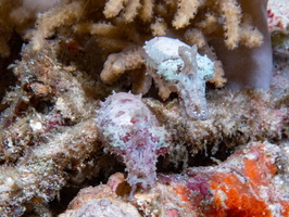 Dwarf Cuttlefish IMG 2861