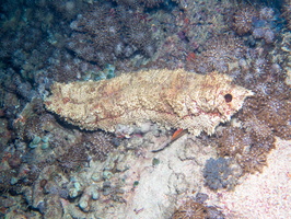 Amberfish Sea Cucumber IMG 2864