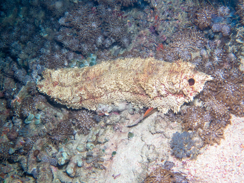 Amberfish Sea Cucumber IMG_2864.jpg