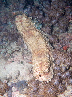 Amberfish Sea Cucumber IMG 2865