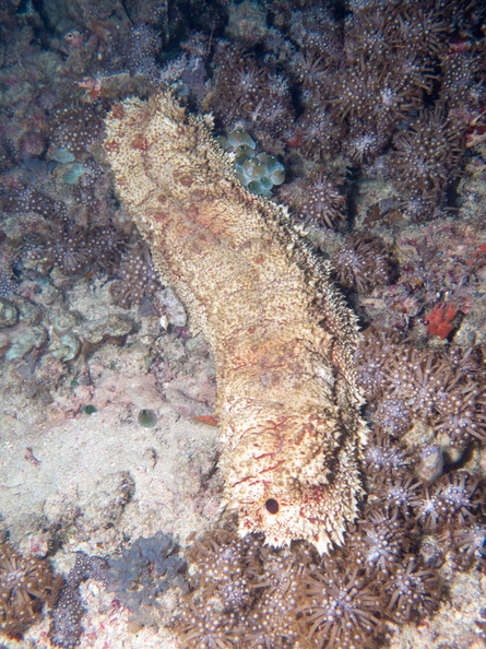 Amberfish Sea Cucumber IMG_2865.jpg