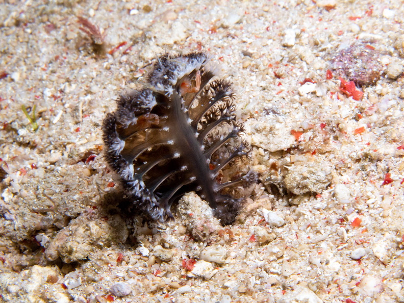 Sea Pen IMG_2871.jpg