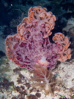 Soft Coral IMG 2885