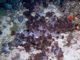 Coral IMG 2886