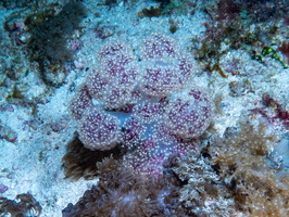 Soft Coral IMG 2887