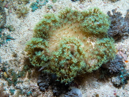 Coral IMG 2888