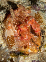 Mantis Shrimp IMG 2902