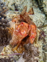Mantis Shrimp IMG 2905