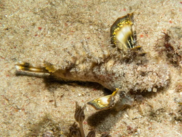 Flasher Scorpionfish   IMG 2908
