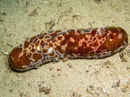 Sea Cucumber IMG 2911