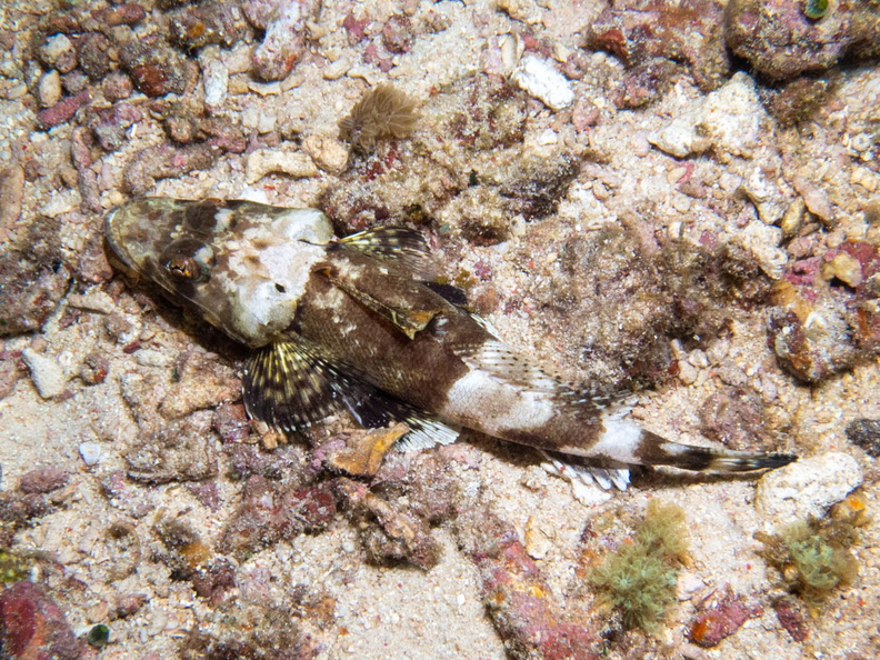 Crocodilefish  IMG_2925.jpg