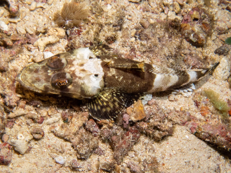 Crocodilefish  IMG_2926.jpg