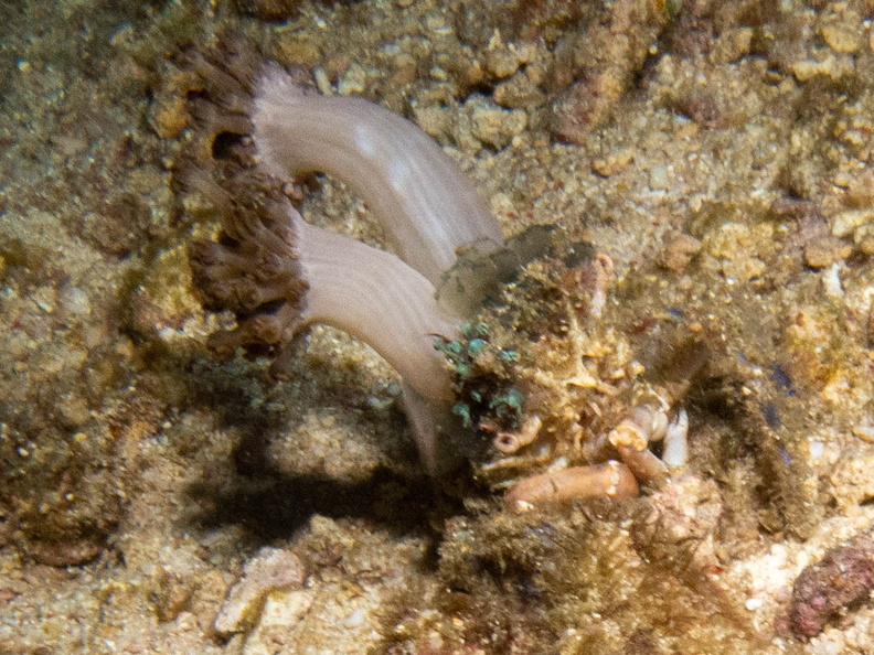 Decorator Crab IMG_2929.jpg