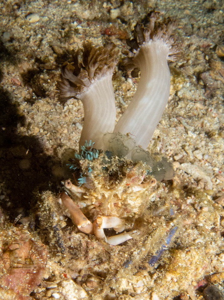 Decorator Crab IMG_2932.jpg