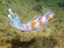 Bigfin Reef Squid IMG 2944