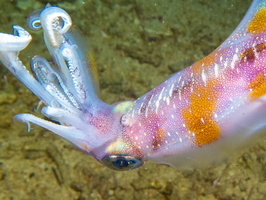 Bigfin Reef Squid IMG 2945