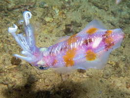 Bigfin Reef Squid IMG 2946