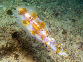 Bigfin Reef Squid IMG 2948