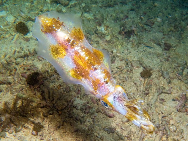 Bigfin Reef Squid IMG_2948.jpg