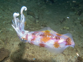 Bigfin Reef Squid IMG 2951