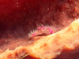 Hairy Squat Lobster IMG 2698