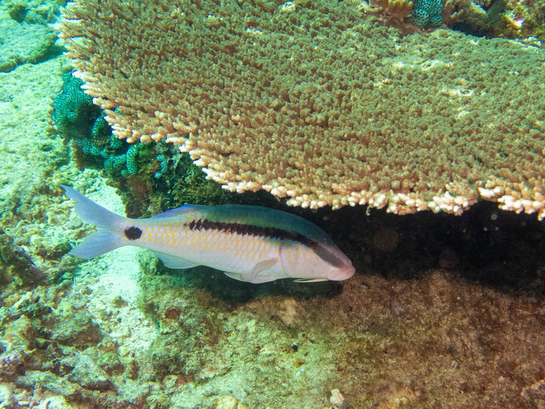 Dot Dash Goatfish IMG_2754.jpg