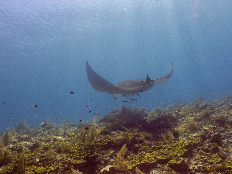 Manta Ray IMG_2959-Edit-2.jpg