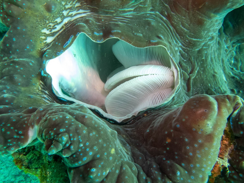 Giant Clam IMG_2811.jpg