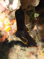Pinnate Spadefish Small Juvenile IMG 2824-Edit