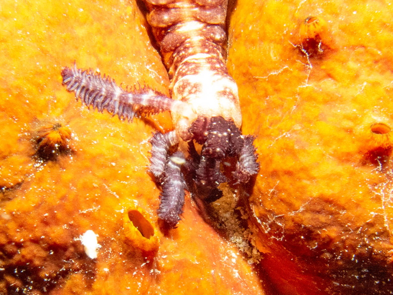 Lion_s Paw Sea Cucumber IMG_3003.jpg