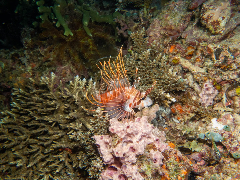 Spotfin Lionfish IMG_3007.jpg