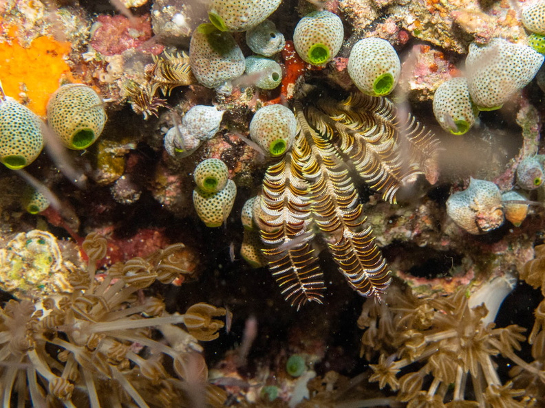 Sea Pen _ IMG_3044.jpg