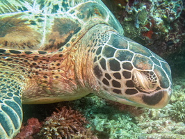 Sleeping Green Sea Turtle IMG 2909