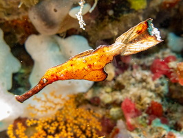 Robust Ghost Pipefish IMG 3092